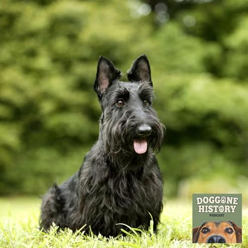 Scottish Terriers: The Diehards