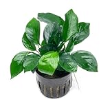 SubstrateSource Anubias Live Aquarium Plants...