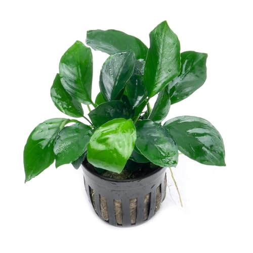 SubstrateSource Anubias Live Aquarium Plants - Potted Freshwater Plant for Fish Tanks, Terrariums - Beginner Friendly Low Light (Barteri Broad Leaf, 1 Pot)