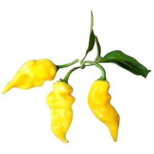 Habanero Hot Lemon 10 zaden (extra hete chili) ” ‘TOP OPBRENGST’