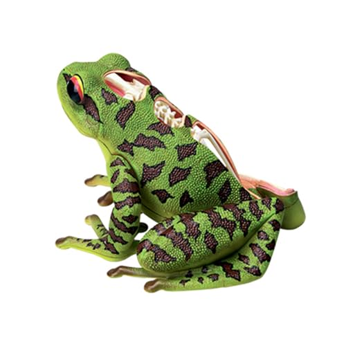 ノーブランド品 4Dビジョンカエル解剖モデル - 生物科学モデル、パズルビジョンカエル解剖模型 組み立て済み動物生物学体解剖教育モデル