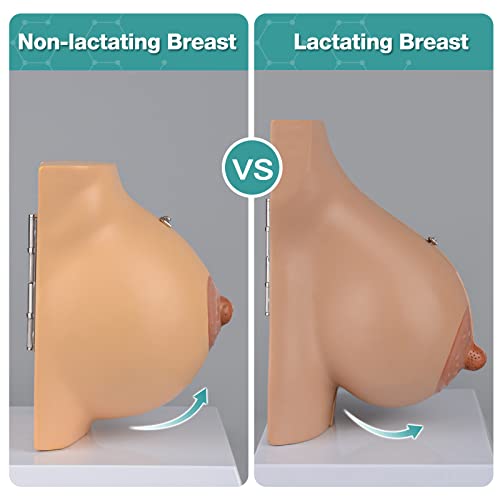 Image of Non-lactating Breast Model - Breast Sagittal Section Anatomical Display Model, Human Breast Anatomy Model, Ideal Scientific Education Tool, Suitable for Doctor Nurse Gift and Medical Training Learning