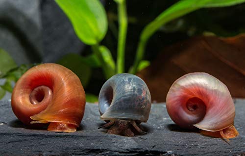 Garnelen Tom Posthornschnecken Regenbogen-Mix (PHS) - Premium Zuchtqualität (DNZ), 6 Stück