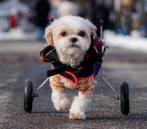 Image of Dog Wheelchair for Back Legs - K9 Orthopedic Surgeon Designed & Tested - Adjustable Dog Harness Stroller Cart with All Terrain Wheels Hind Leg Support - Mobility Aid by Best Friend Mobility - X-Small