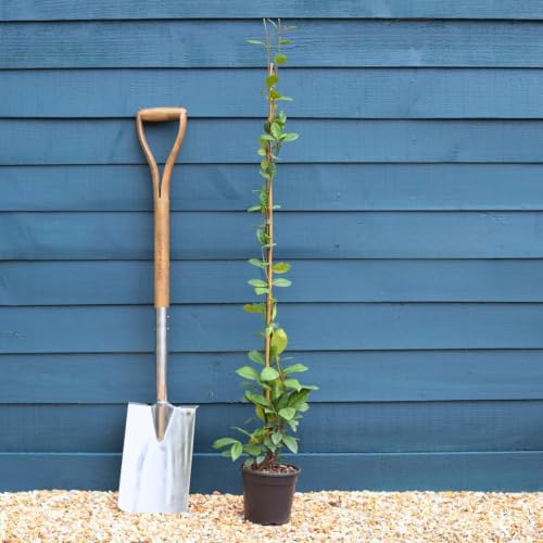 Roots Plants Evergreen Star Jasmine Plant in a 2L Pot - Trachelospermum jasminoides - Highly Fragrant White Flowers Hardy Climbing Garden Plant (2L Pot)