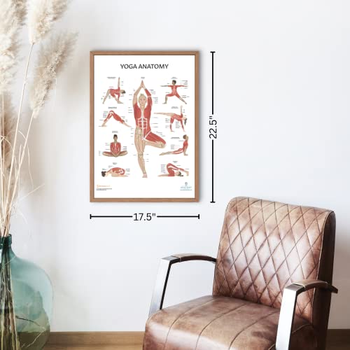 Image of Anatomy Lab Stretching and Yoga Anatomy Poster Set | 2 PACK LAMINATED, Anatomy and Physiology Poster, 17.3 x 22.5 Inches, Human Anatomy Poster