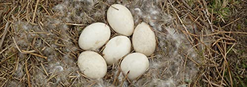 Grass Fed, Non-GMO Fed Free Range Duck Eggs - 12 (1 Doz) - Regula...