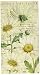 Boston International BF777760 IHR Guest Towel Buffet Paper Napkins 8.5 x 4.5-Inches Shasta Daisy Cream