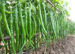 Creative Farmer Vegetable Seeds Longest Chilli Seeds - Chillies Green Seeds Home Garden Seeds (B07N4BZ77L) Amazon Price History, Amazon Price Tracker