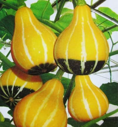 Amazon いたずらな小さなメロンは 悪の小さなカボチャのひょうたん種子花の種子結び目の超かわいいバルコニーの中庭を募集します 花 観葉植物 フラワーギフト オンライン通販