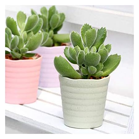 Amazon 観葉植物 コチレドン クマドウジ 熊童子 ２ ５号 １鉢 説明書付き 観葉植物 オンライン通販