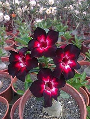 Baishnab Exotic Adenium Obesum Black Red 1 Helathy Small Seedling live Plant (Hybrid, Pack of 1) with pot (B0CN47L91N) Amazon Price History, Amazon Price Tracker