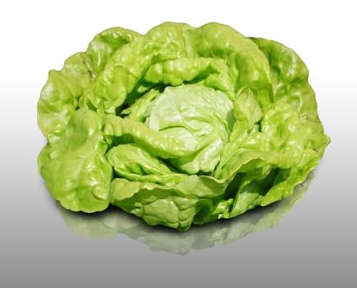 500 graines à semer - Le Grenier d'Abondance - LAITUE Kagraner Sommer - Lactuca sativa