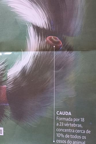 MAPA/POSTER DE ANATOMIA ANIMAL – ANATOMIA DO GATO DIMENSÕES: LARGURA 117 CM X ALTURA 89 CM.