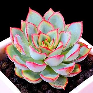 Kucus 100pcs 100% Fresh Real Echeveria semillas - Bonsai Succulent Plant sementes (Ni-shi-lian) - (Color: 8)