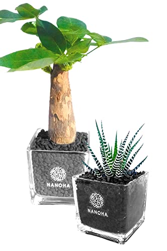 pL \̊iAj 2_Zbg  yĂ炸qI ϗtA  { CeA ܂ nChJ`[ ͔|