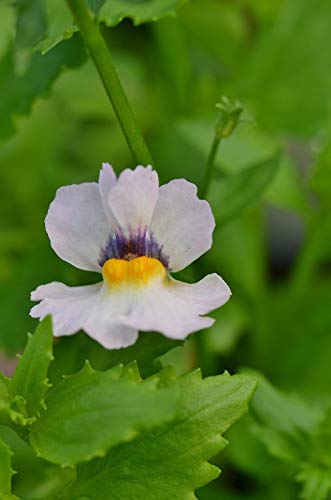 Portal Cool Nemesia 'Melocotón'