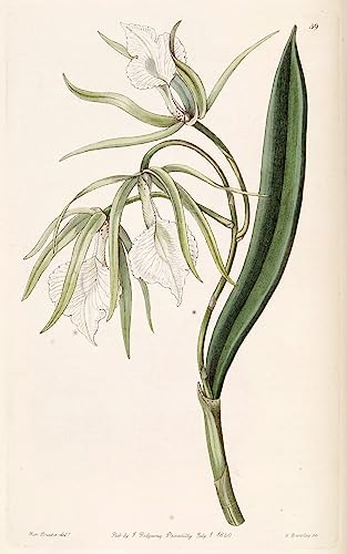 Tableau Toile Brassavola Venosa SERENDIPITP Affiche Art Peinture Décorative 60x90cm
