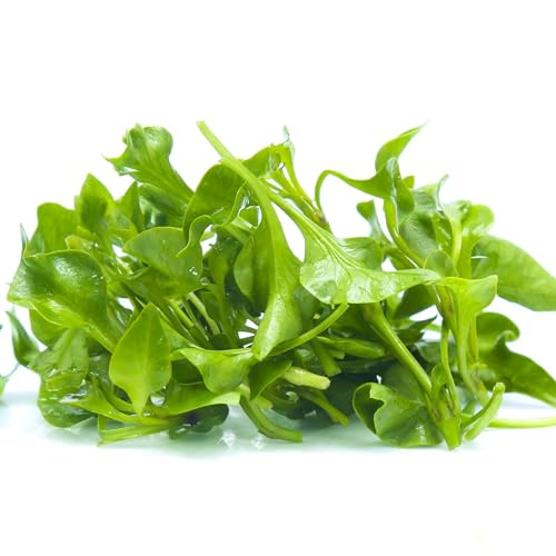 KVITER Watercress Seeds - 500 Organic Chinese Heirloom Herb Seeds for Planting - Ideal for Herb Garden, Community Garden Groups, Vegetable Enthusiasts, Seasonal, & Organic Gardeners - Herbs Seeds