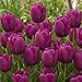 Produktbild Tulpenzwiebeln Single "Violett Passion" (25 Zwiebeln) exklusive lila Tulpen aus Holland, winterhart und mehrjährig für Garten, Töpfe, Balkon aus Amsterdam (große Knollen, kein Samen, nicht künstlich)