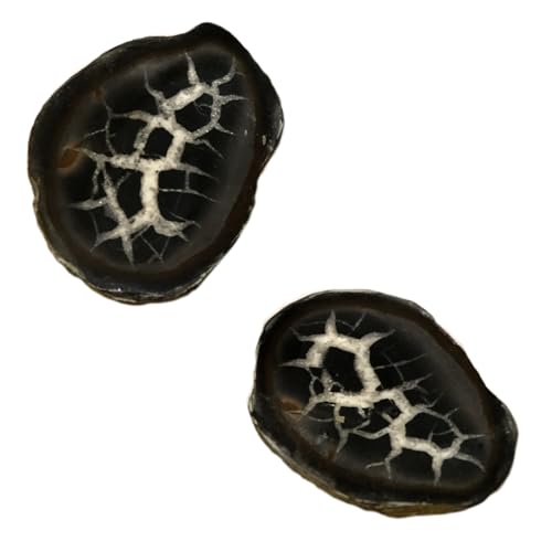Kaltner Präsente Geschenkidee - Halbpolierter Septarien Deko Stein/Lehrmaterial Mineralien Fossilien/Handschmeichler (2er Set)