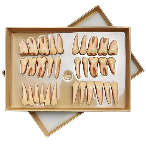 32個の永久歯模型セット 教育用樹脂製歯科デモンストレーション 解剖学の指導と研究用