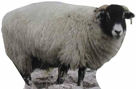 Sheep - Wildlife/Animal Lifesize Cardboard Cutout / Standee / Standup