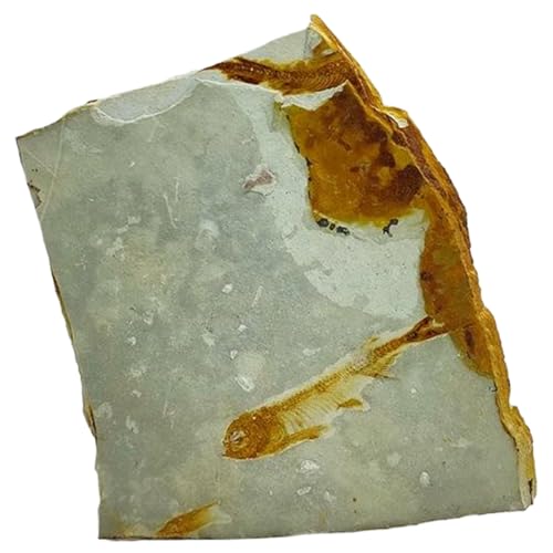 Spécimen de roche fossile de poisson loup chinois aux détails anatomiques remarquables