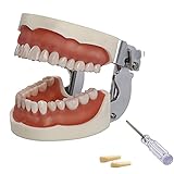 Estructura de boca artificial: los dientes están limpios y son fáciles de abrir y cerrar. Se utiliza para programas educativos, demostraciones y aprendizaje de estudiantes de escuelas y colegios de odontología, exhibiciones y colecciones de aprendizaje, y también es un complemento importante para sus suministros de laboratorio.