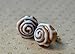Handmade Cinnamon Roll Miniature Food Stud Earrings Polymer Clay Mini Food Jewelry