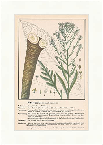 Biller Antik Rábano picante Cochlearia Amoracia Kren Carne Plantas medicinales Hierbas medicinales 169