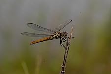 Review Image by Zane Latona Zane Latona