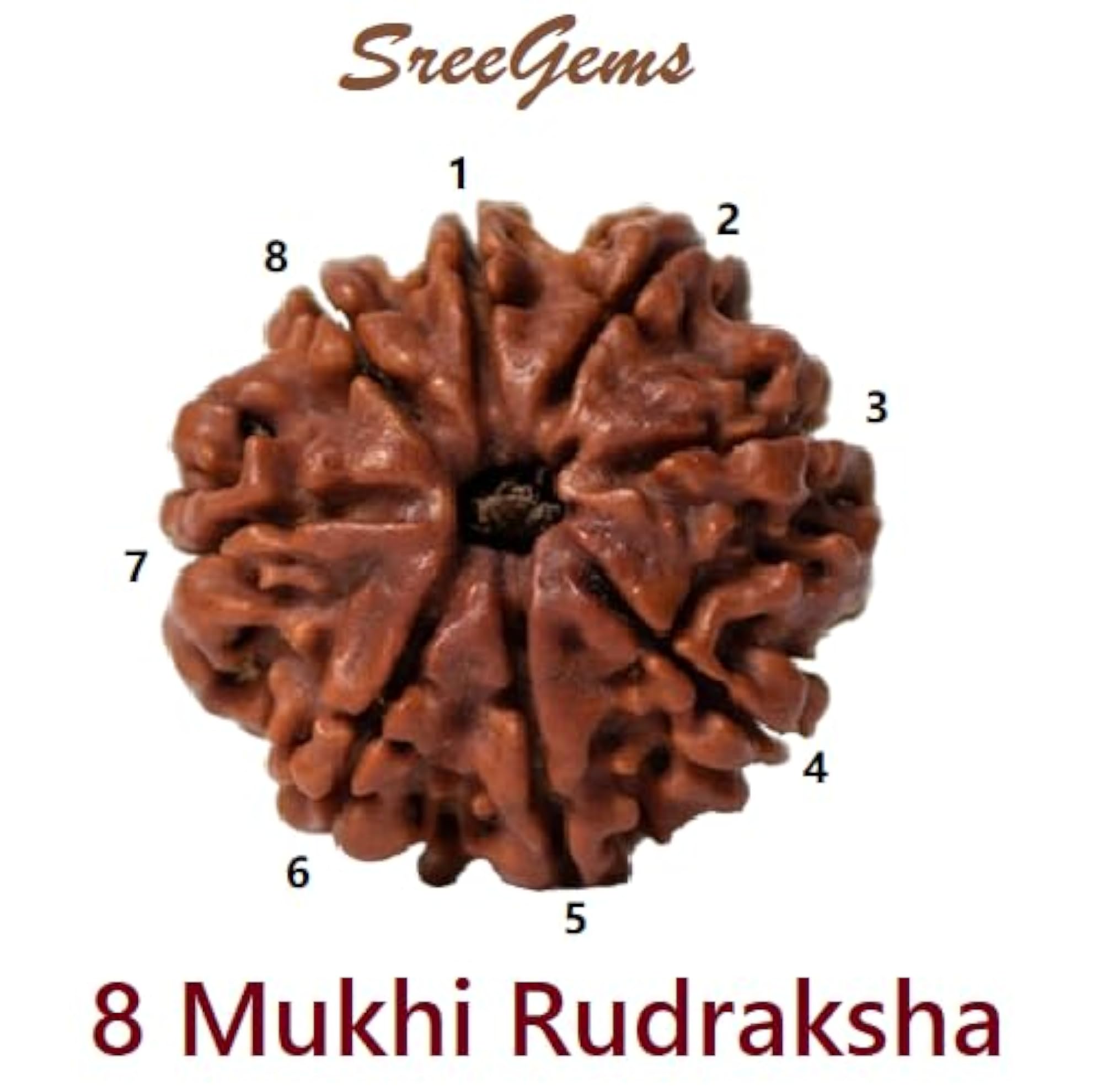 8 Mukhi Rudraksha, Certified Nepali with Silver Caping