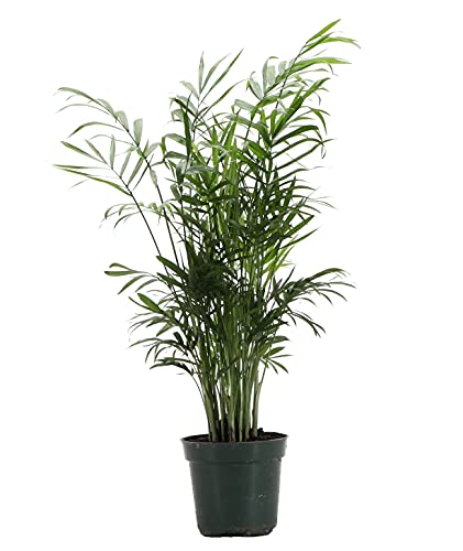 Thorsen's Greenhouse Parlor Palm Plant, Live Indoor Plant, Neanthe Bella Palm, Natural Air Purifier,...