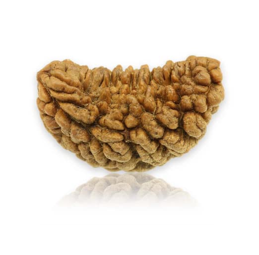 Family Jewellery One Face Rudraksha Natural Attractive Nepali Holy ...