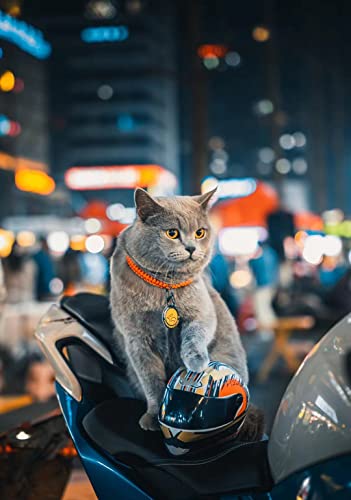 Haustier-Motorradhelm, Vollgesichts-Motorradhelm, Outdoor, Motorrad, Fahrrad, Reithelm, Hut für Katze, Hund, Hunde, Welpen, Kätzchen, Helm, Haustierbedarf, Sammlerstück, kleines Geschenk (Mehrfarbig)