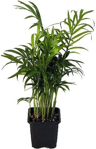 Victorian Parlor Palm - Chamaedorea - 4" Pot - Live Plant