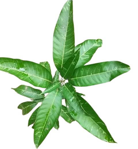 Image of Variegated Mango Live Plant - (Height 2-3 Feet) Ultimate Collection of Chalta Khas Thai Variety - Experience the Unique Beauty and Flavor of These Exquisite Trees for Your Home Garden