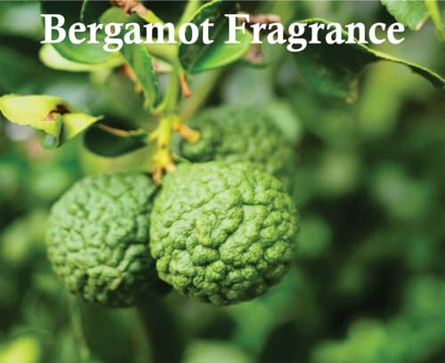 Darlene - Inspired Delina Exclusif Perfume | Darlene Edp Women Eau de Parfum 100ml | Vanilla, Bergamot and White Musk Fragrance | Delina exclusif for Women Perfume Made in Dubai by Sapphire’s choice - Image 7