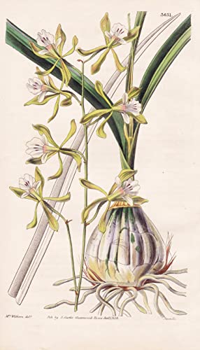 Epidendrum Papillosum. Warty-Fruited Epidendrum. Tab. 3631 - Orchidee orchid / Pflanze Planzen plant plants / flower flowers Blume Blumen / botanical Botanik botany / aus 