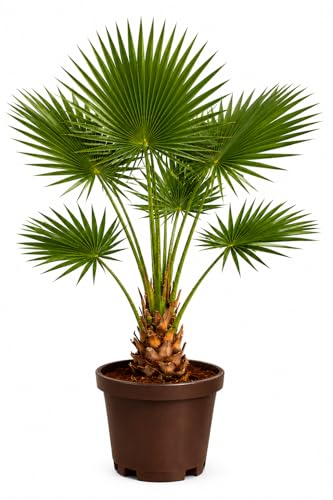 Palmera Washingtonia Natural 80–100 cm con Maceta Gratis (medida con maceta incluida) | Interior y Exterior