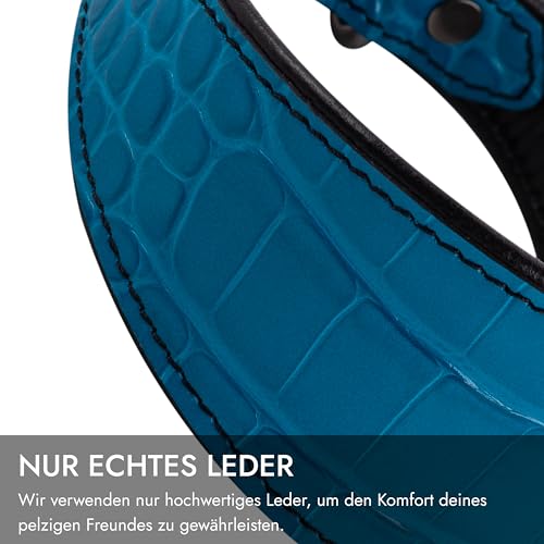 FAVPET Luxus Echtleder Windhund Halsband Breit mit QR Code Anhänger, Weiches Lederhalsband Hund Breit Whippet Italienisches Windspiel Saluki Lurcher Spanischer Galgo Greyhound Podenco (Blau, M)
