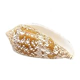ALOEU Cristal Natural en Bruto Brocado Natural Conus Conch Shell Conchas Marinas náuticas Cangrejo ermitaño Reemplazo Shell Espécimen Acuario Boda Fiesta Decoración for el hogar Decoración