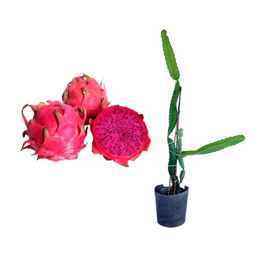 Genérico, Muda de Pitaya 50 a 80cm AMK - Plantas Online