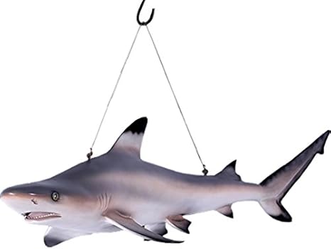 Amazon Co Jp Frpアニマルオブジェ ツマグロ 置物 動物 魚 鮪 まぐろ 磯サメ 水族館 店舗 カフェ 喫茶店 レストラン 飲食店 インテリア イベント ディスプレイ 実物大 等身大 リアル ホーム キッチン