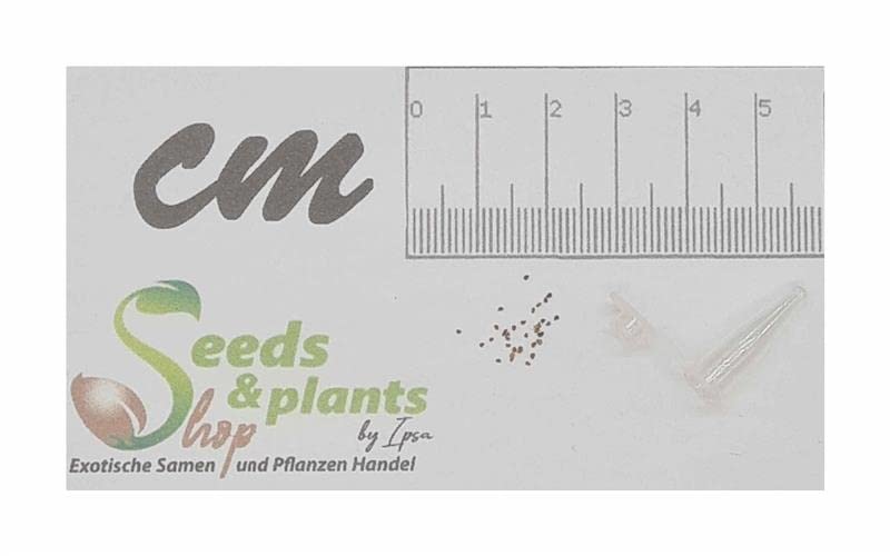 Stk - 30x Melastoma malabathricum Melastoma denticulatum Garten Pflanzen Samen ID1438 - Seeds Plants Shop Samenbank Pfullingen Patrik Ipsa - Image 3