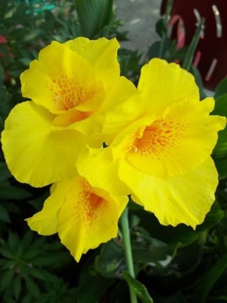Garden® Imported Holland Canna Lily Flower Bulbs for Home and Gardening | Pack Of 5 bulbs (Yellow)