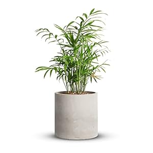 Mozing Cement Plant Pots Indoor – 4.8 inch Concrete Planter Pot for Planting – Modern Stone Clay Flower Pot with Drainage Hole for Garden, Home, Office Decor, Grey