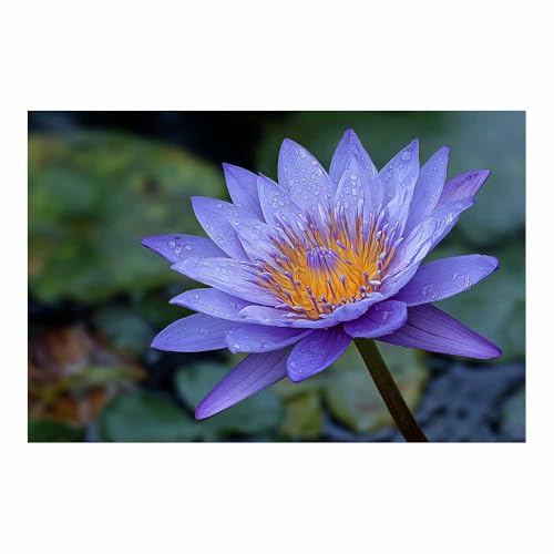 DunPei Quadro Moderno su Tela con Forme Floreali Geometriche, Fiori famosi Design Grafico per un Arredamento Contemporaneo(bianco)-30x45cm Non incorniciato