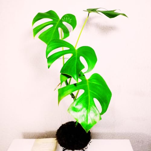 Kokedama Costela De Adão ou Monstera Delicosa Arranjo Natural
